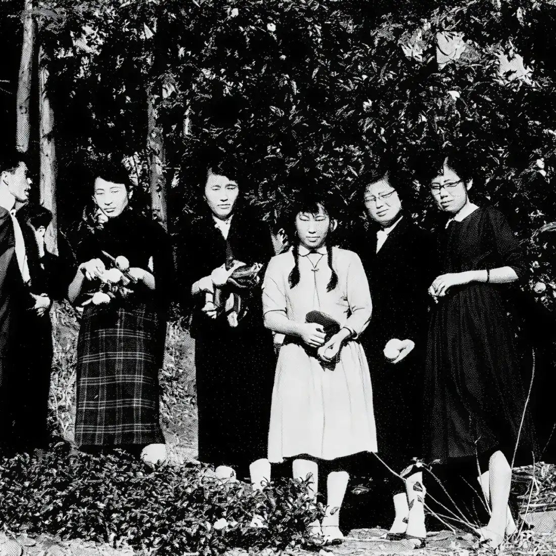 昭和32年当時の女子社員 湯河原ミカン狩り